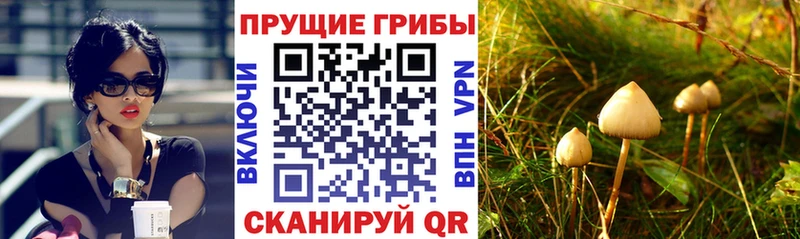 Галлюциногенные грибы мицелий  Псков 